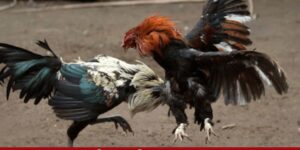 Gà tre Mỹ - "Chiến thần" trong những trận đá gà Mỹ Thomo