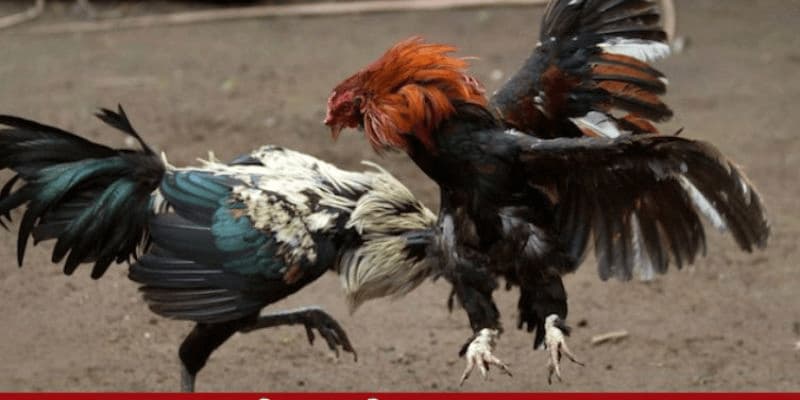 Luật chơi cơ bản của đá gà Thomo mới nhất