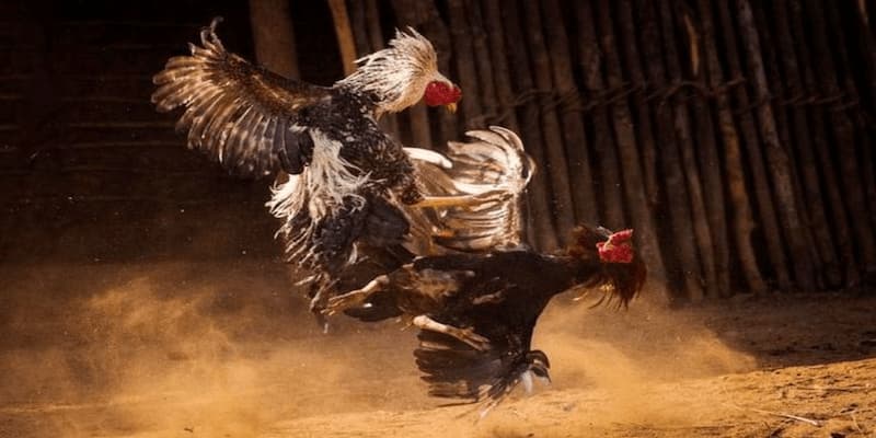 Cách Xem kết quả đá gà THOMO Nhanh Nhất 2 Làm sao tìm được kết quả đá gà THOMO nhanh nhất?