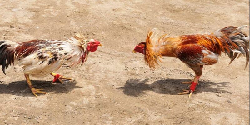 Luật chấp là gì? Tìm hiểu luật đá gà 3 miền Bắc Trung Nam chi tiết nhất 3 Hình thức chấp bạc tại trường đấu