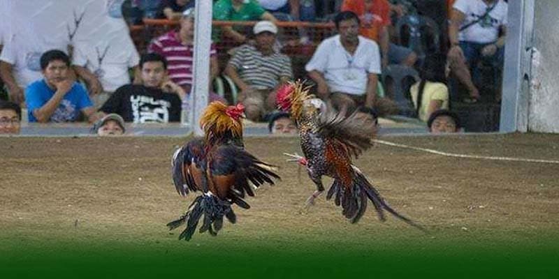 Những Con Gà Đá Cựa Sắt Hay Nhất Thị Trường 2 Giới thiệu giống gà đá cựa sắt?