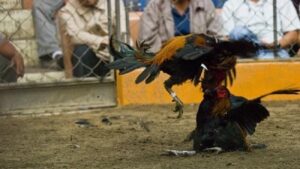 Những giống gà được lựa chọn để đá cựa sắt?