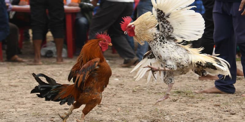 Trực Tiếp Đá Gà Trên Mạng Casino - Những Thông Tin Đắt Giá 4 Chơi cược đá gà online cần nắm bắt các lưu ý trên